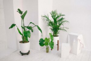 decoracion con plantas de interior